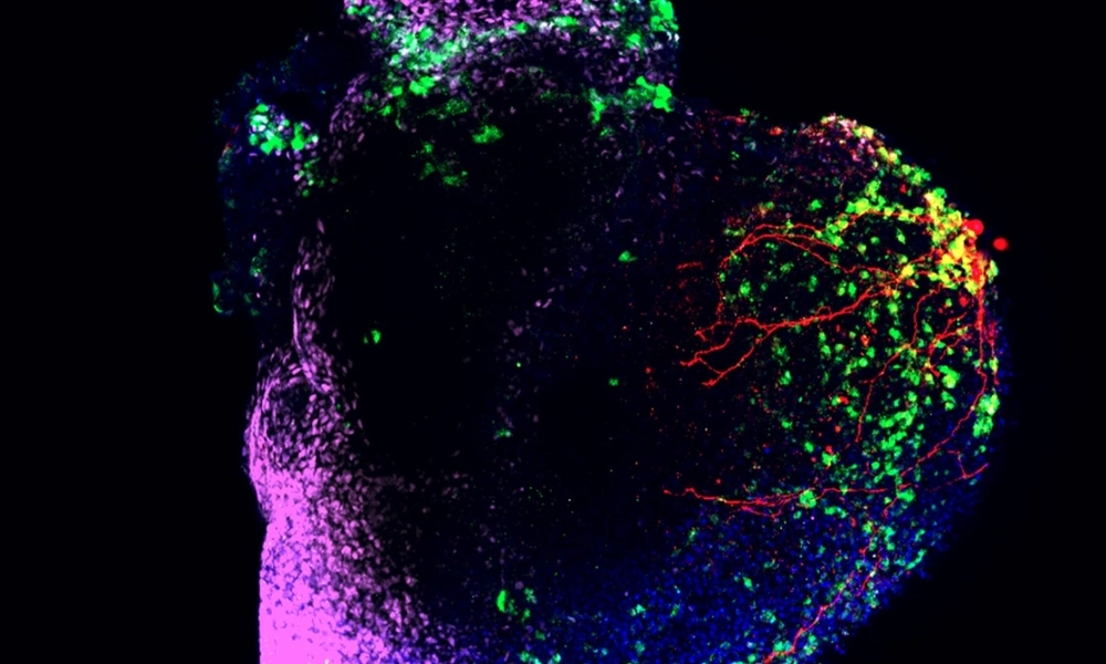 A colorful microscopic image of a human heart organoid. The image shows various regions highlighted in different colors, including green, purple, blue, and red. The red areas appear to represent blood vessels or neural networks within the organoid.