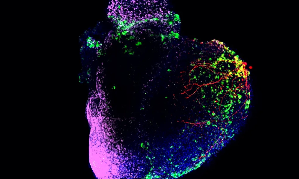 A colorful microscopic image of a human heart organoid. The image shows various regions highlighted in different colors, including green, purple, blue, and red. The red areas appear to represent blood vessels or neural networks within the organoid.