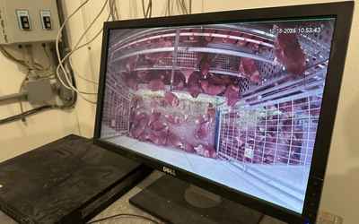 Video footage from the Hen research facility