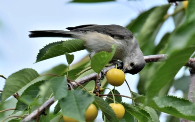 The American kestrel picking a cherry