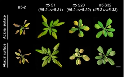 Growing arabidopsis mutants