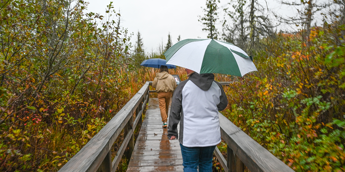 Two people walking on a wooden boardwalk through a forested area on a rainy day, each holding an umbrella. The boardwalk is wet, and the surrounding trees and shrubs display autumn colors