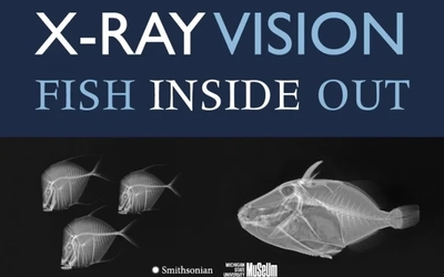 X-Ray Vision: Fish Inside Out with 4 x-rays of fish at the MSU Museum