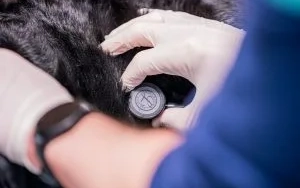 Beal checks the heartbeat of a pet patient at the Hospital.