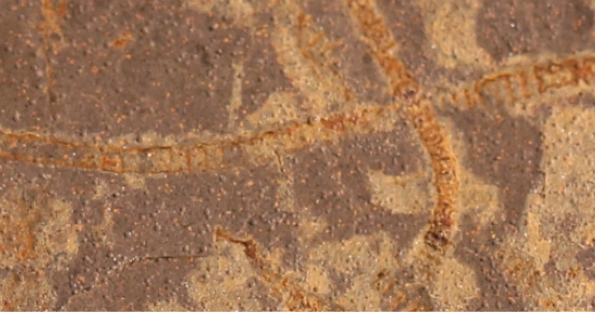 Study finds early life clues in 3.3-billion-year-old rocks | MSUToday ...
