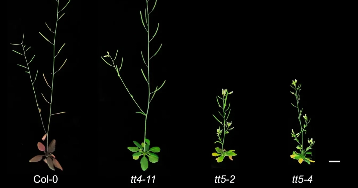 Decoding plants' language of light