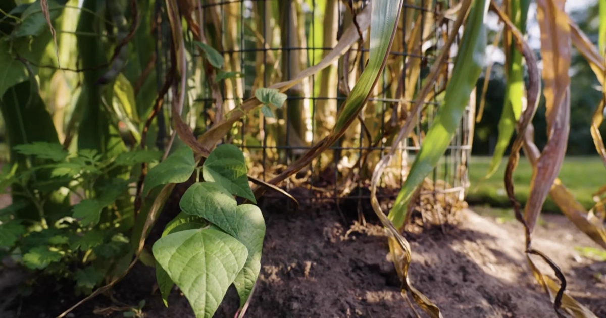 MSU research helping drive Michigan’s dry bean industry | MSUToday ...