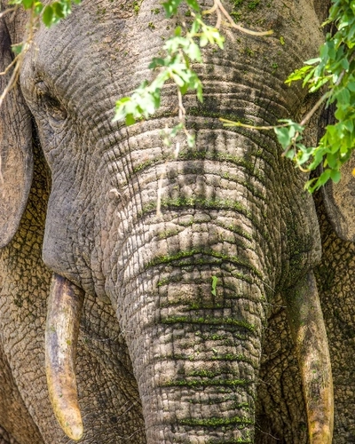 A picture of an elephant covered in moss