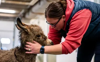 Sarah Overland and Bobby the baby donkey