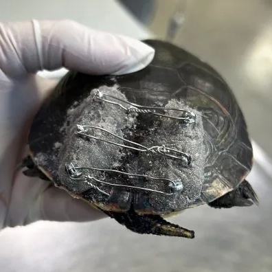 The stabilized fracture wound on a snapping turtle.