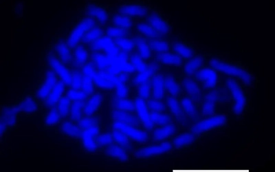 The chromosomes created by a single ground oak cell.