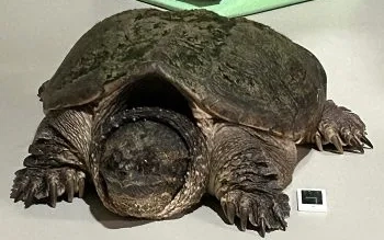 A snapping turtle