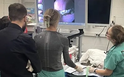 Endoscopy being performed on a snapping turtle