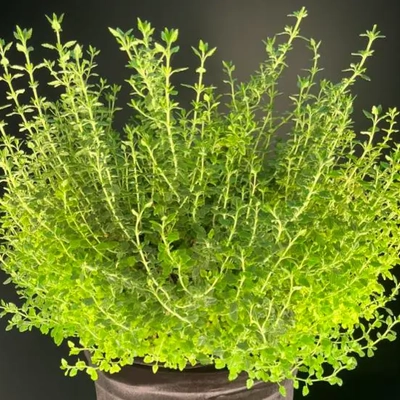A ground oak plant