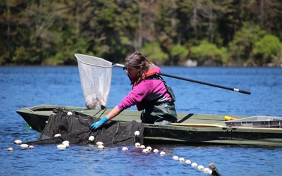 Dr. Mariah Meek collects trout for sampling