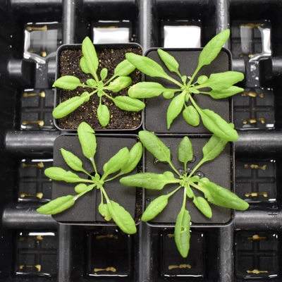 Arabisopsis