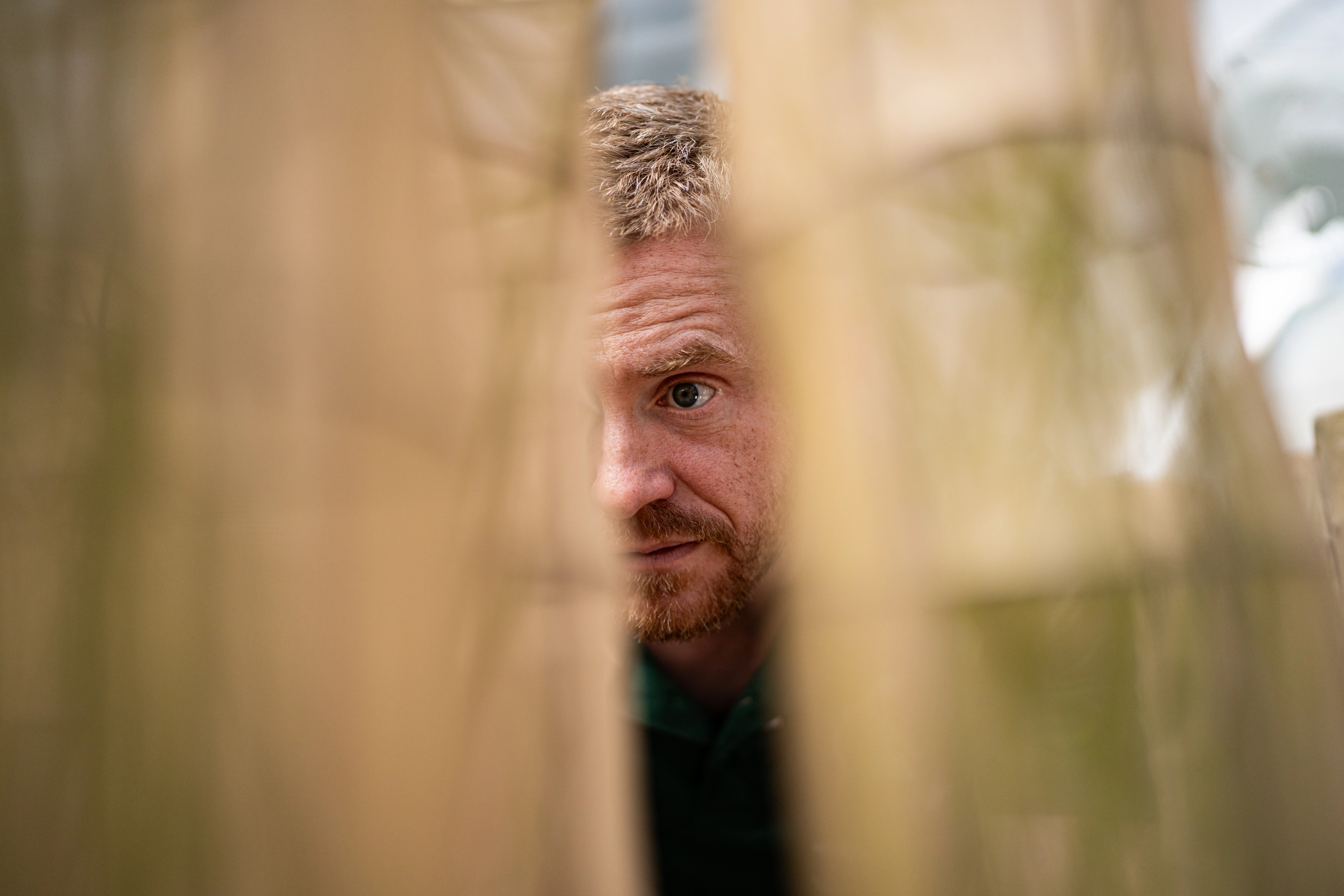 A researcher peers between rows of butterfly rearing enclosures