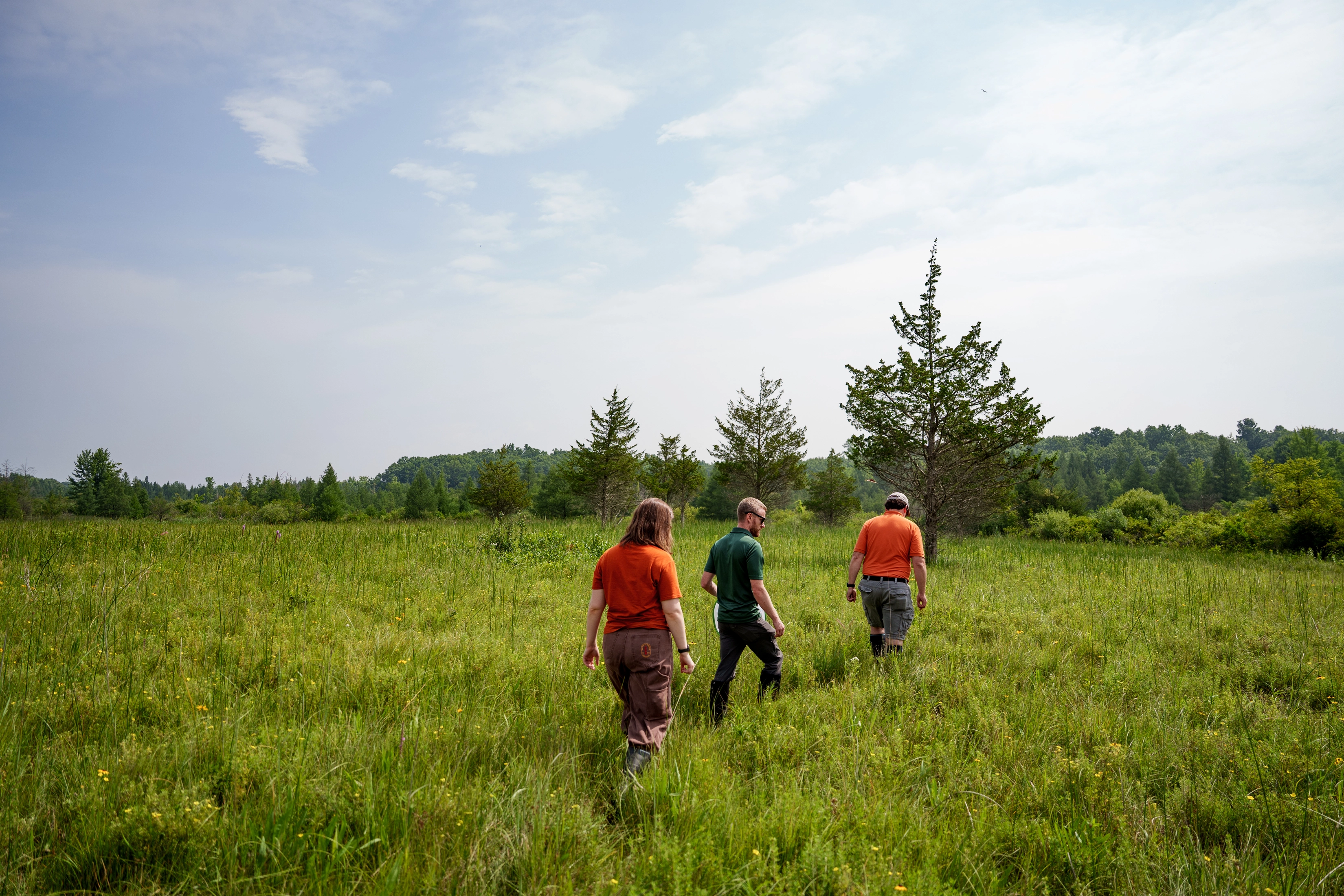 Three researchers walk through a tall-grass prairie toward a treeline