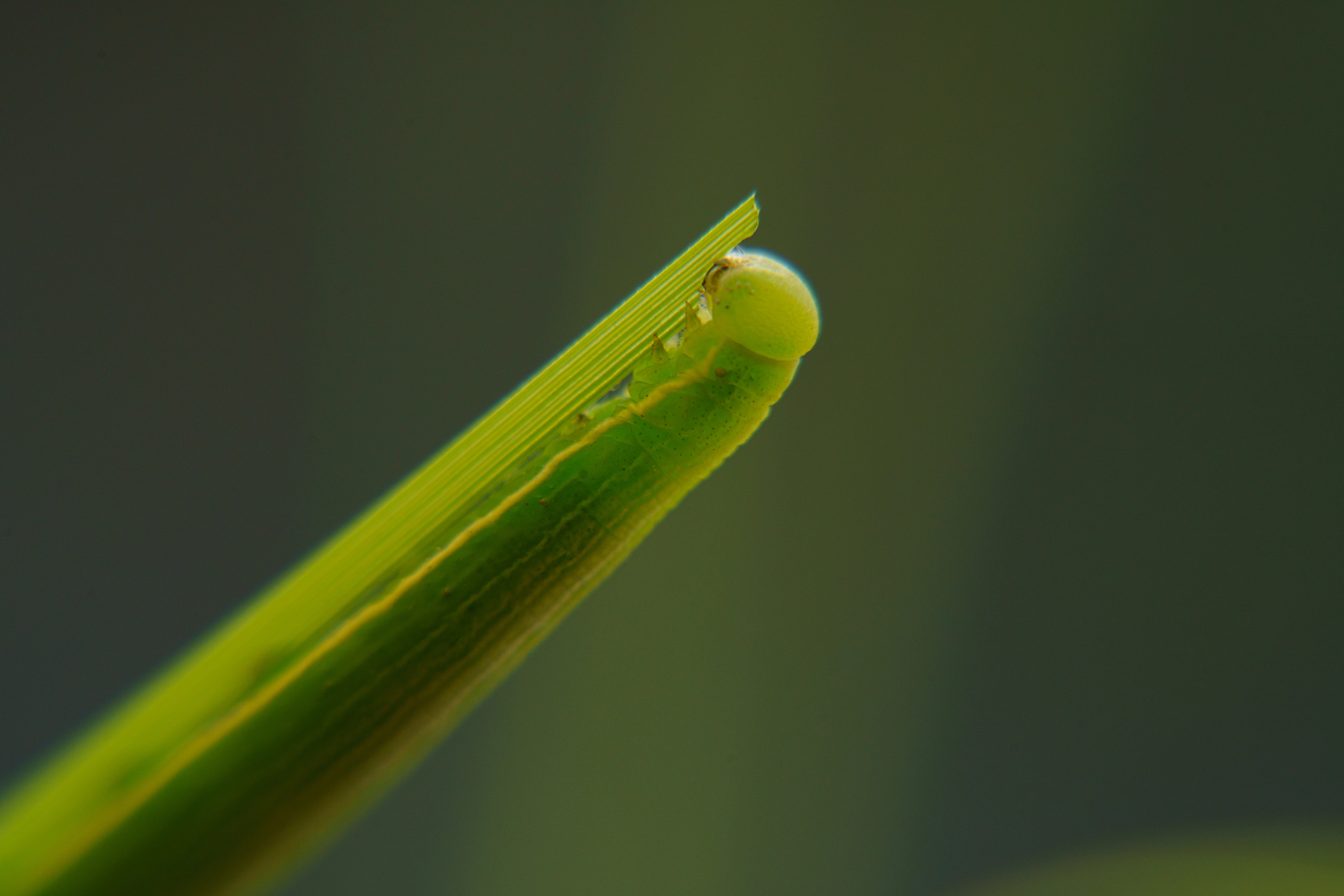 Macro view of a Poweshiek skipperling caterpillar's head on a blade of grass