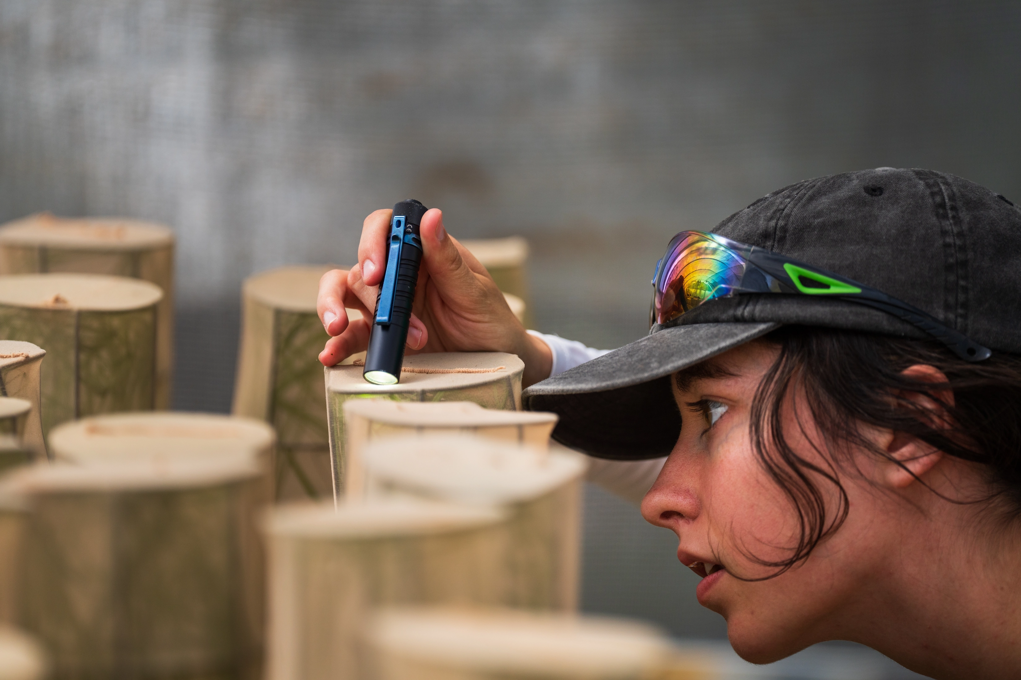 A researcher checks rearing containers inside a misty hoop house