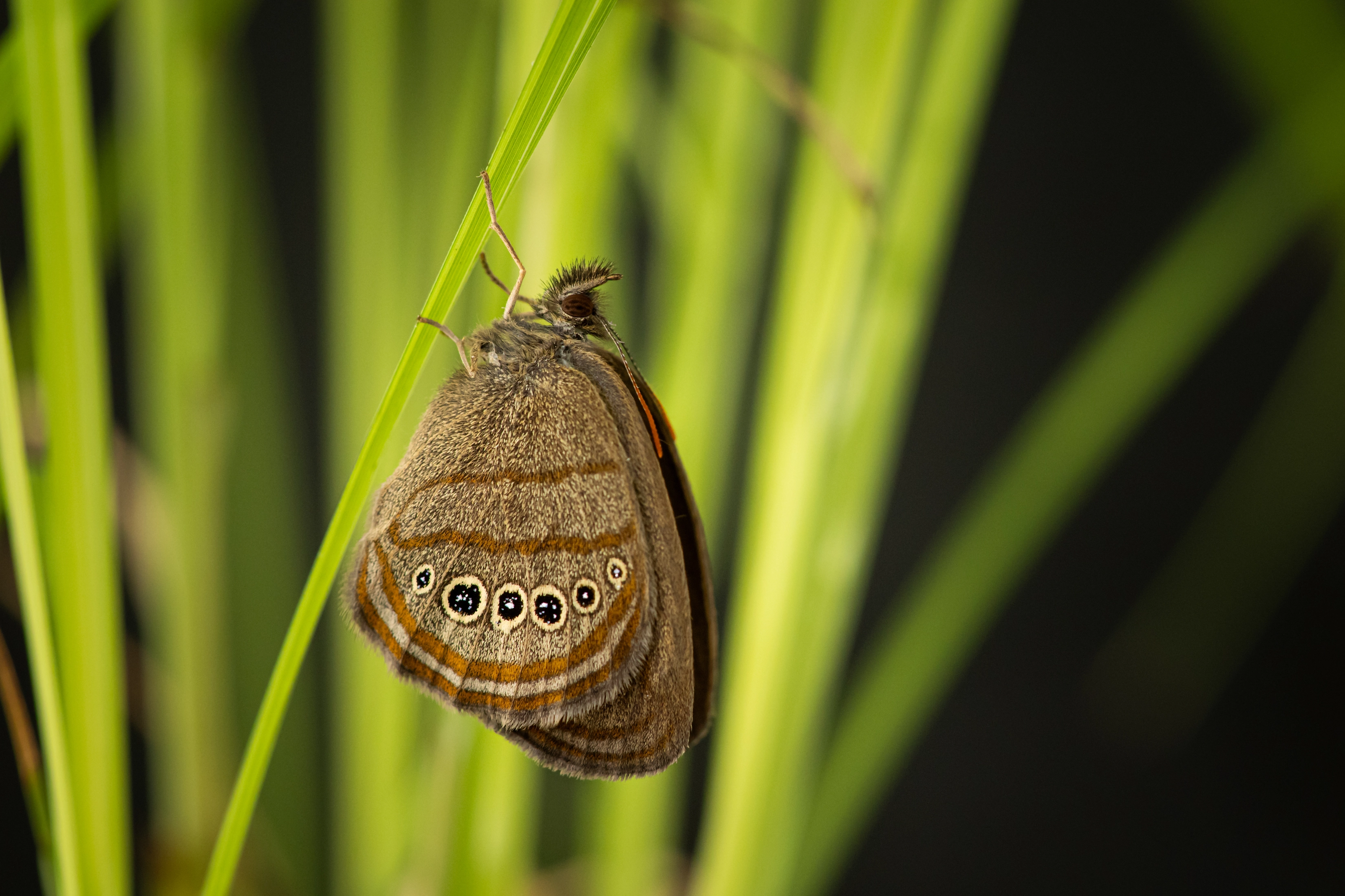 A Mitchell's satyr butterfly resting on a blade of grass