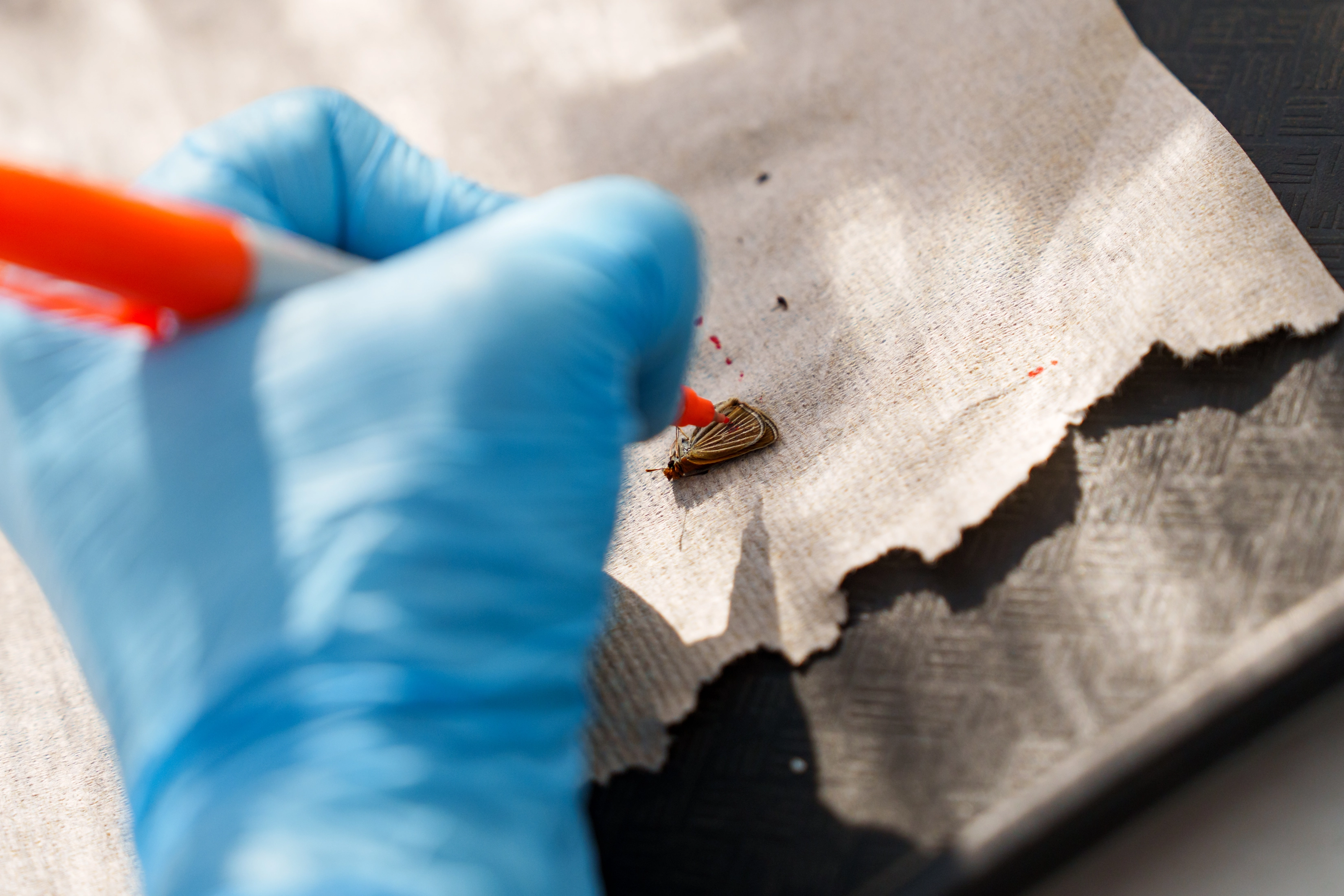 A researcher marks a butterfly's wing with an orange paint pen before release