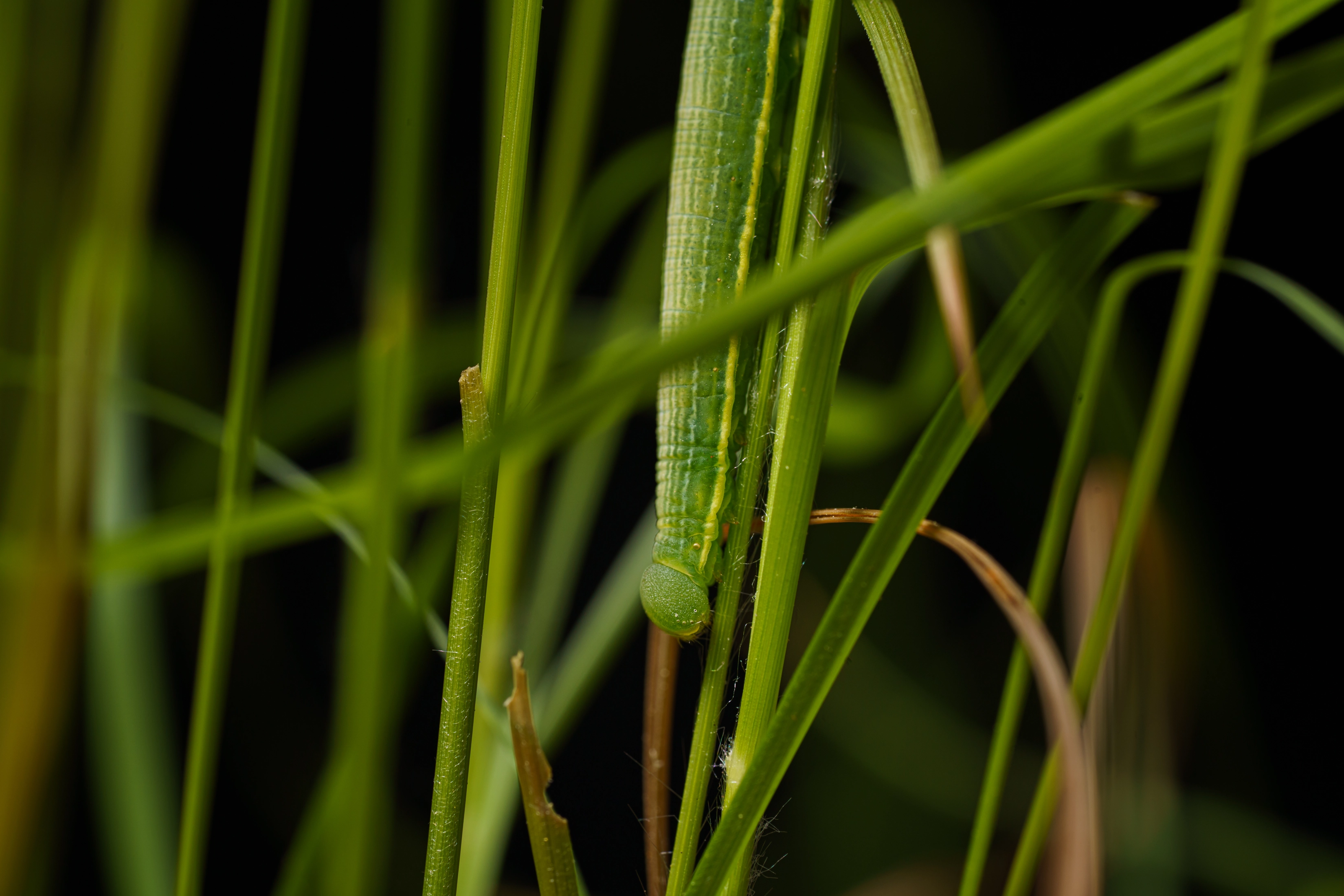 A Poweshiek skipperling caterpillar climbing a blade of grass at night