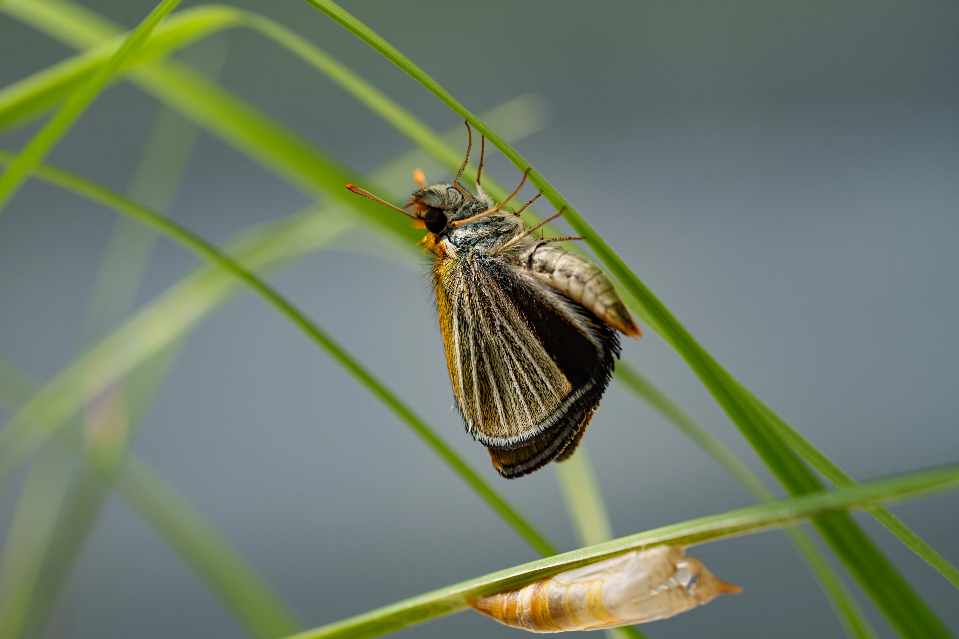 A newly emerged skipperling clings to a blade of grass above its empty chrysalis