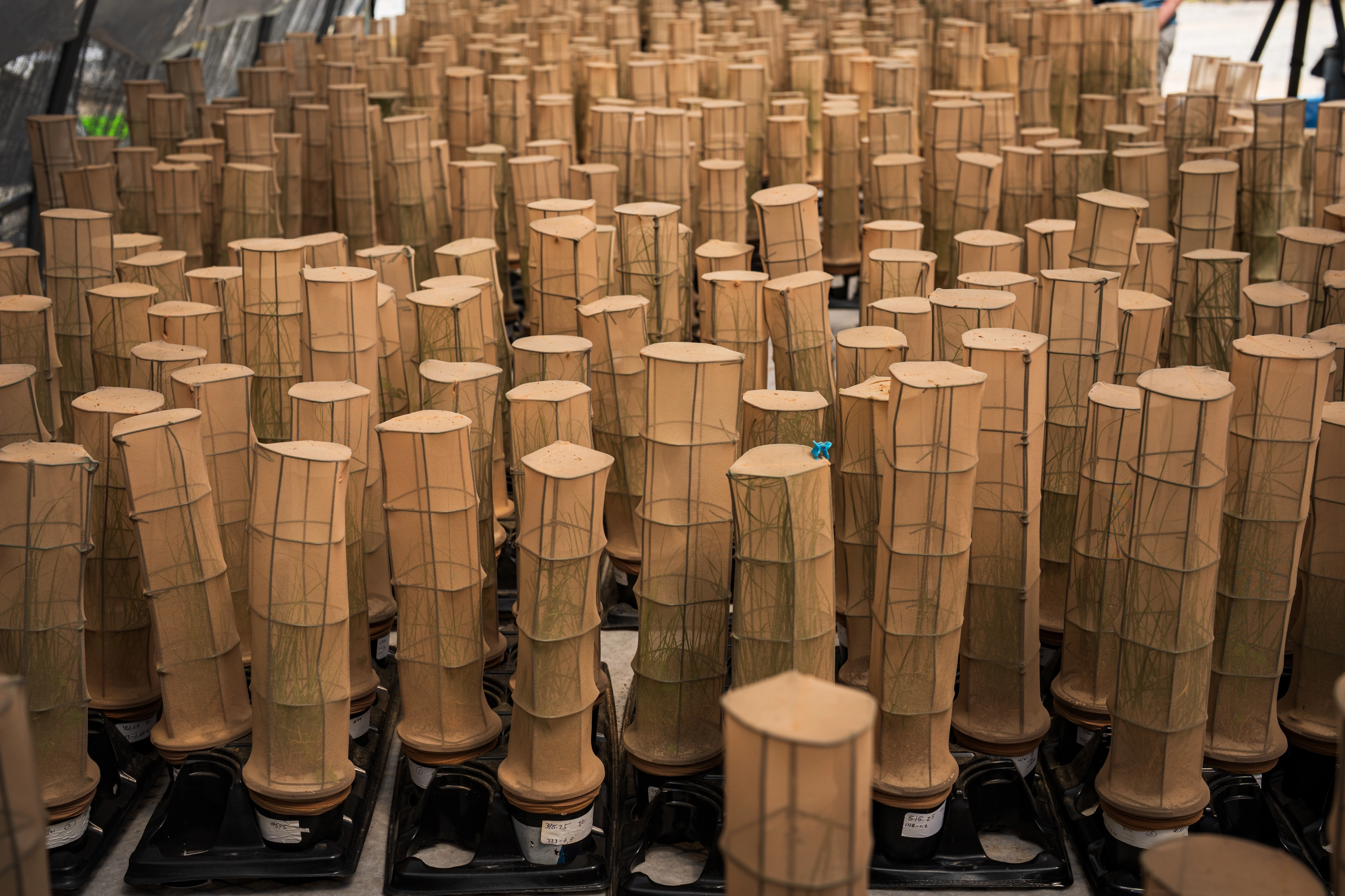 Hundreds of individual rearing enclosures lined up in rows inside a hoop house