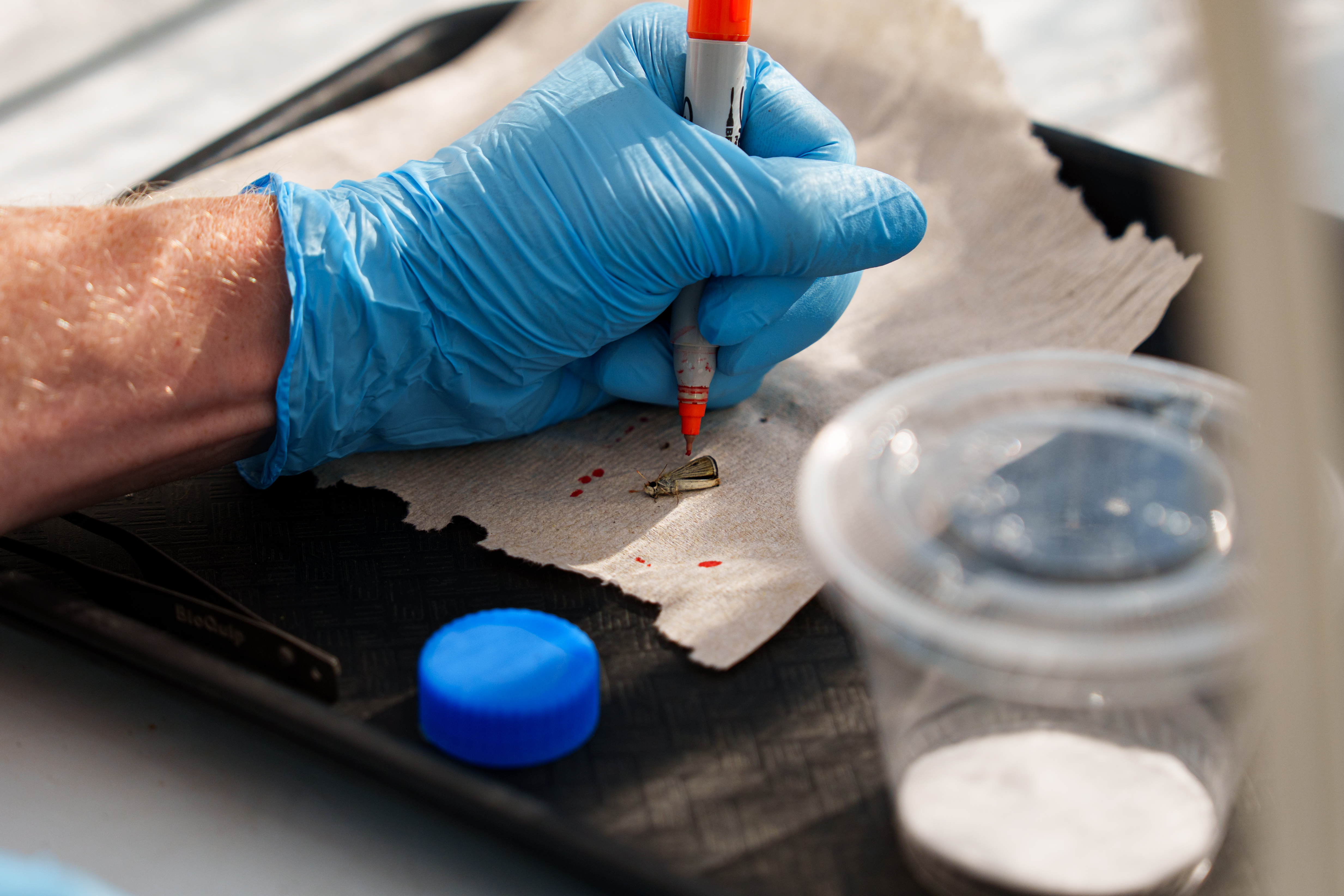 A close view of a researcher marking a small butterfly for tracking