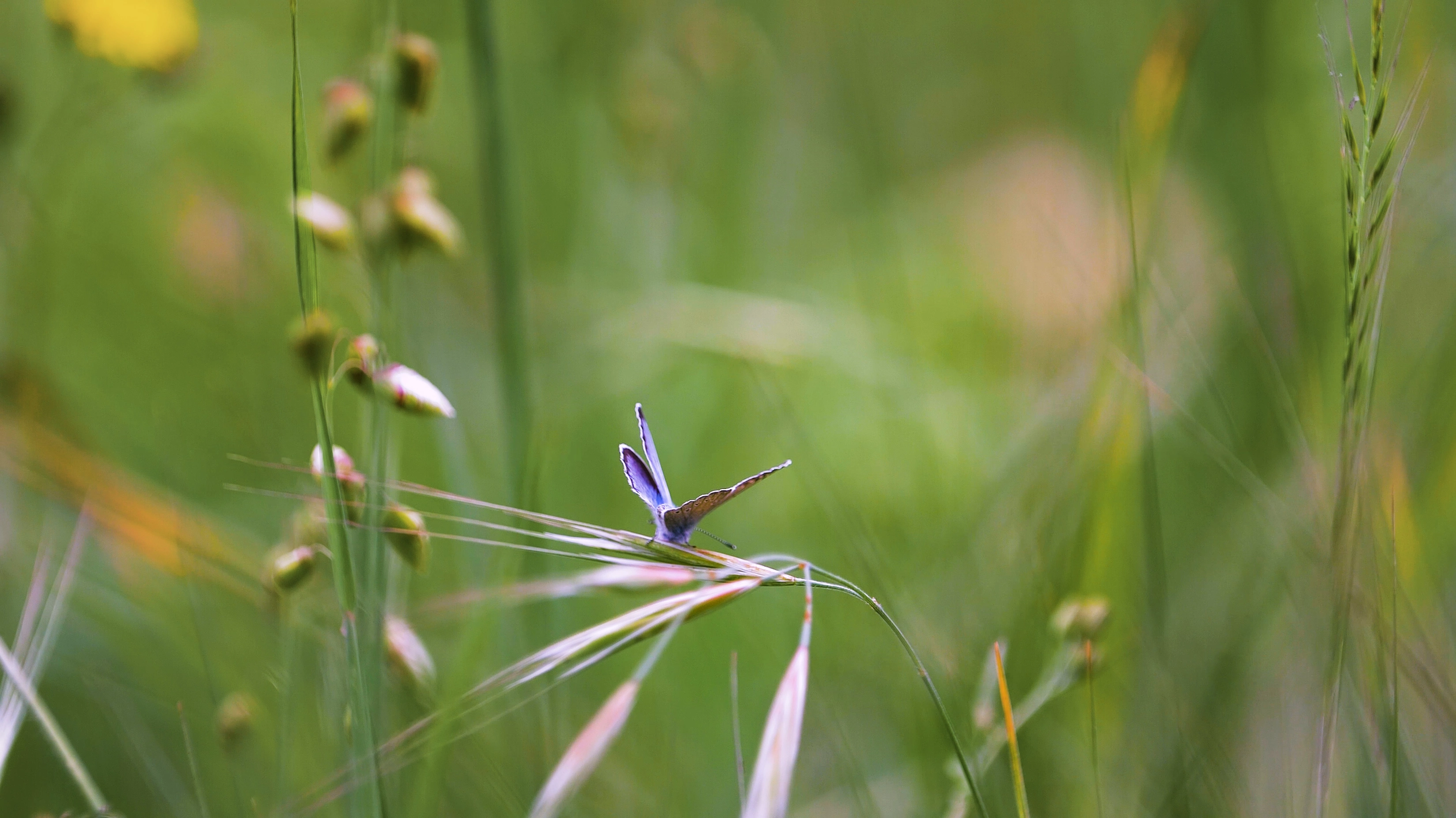 A Mitchell's satyr butterfly resting among prairie grasses