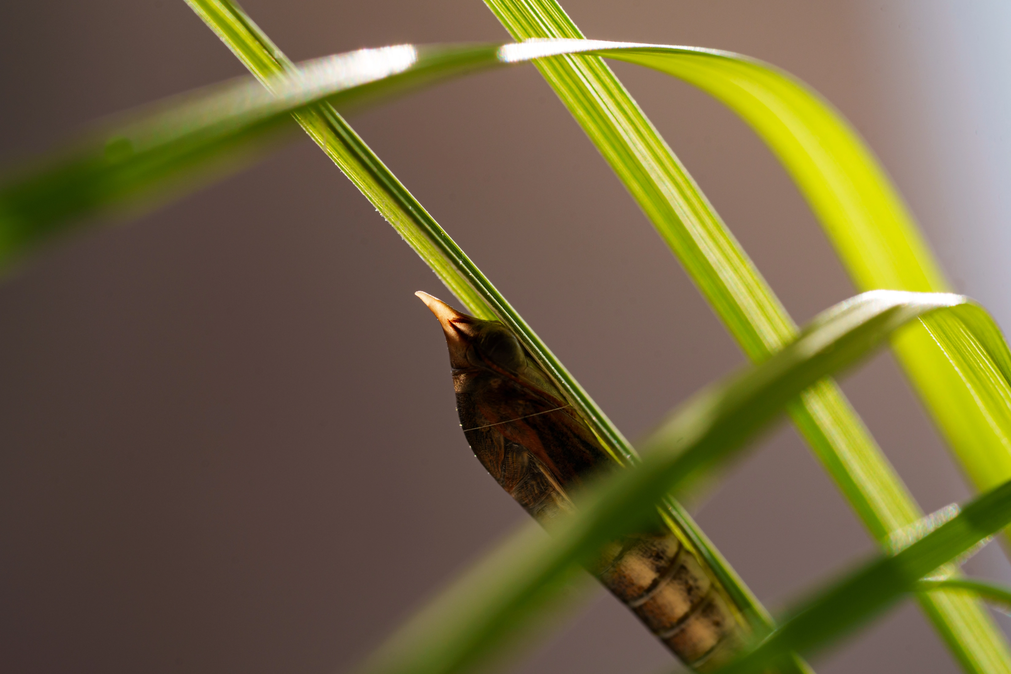 A skipperling begins to emerge from its chrysalis on a blade of grass, backlit by sunlight