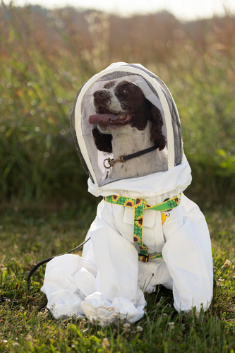 Maple, an English Springer Spaniel in a white bee suit with mesh hood, sitting in a grassy field.