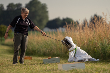 A woman in a black shirt and khaki pants holds a leash attached to an English Springer Spaniel dog, which is wearing a full-body white bee suit with a mesh hood. The dog is looking down towards a beehive box on the ground in a grassy field with tall grasses in the background.