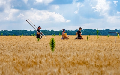 Three people seen in the distance standing in a field of wheat.