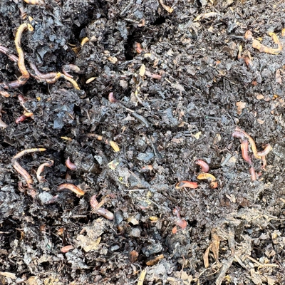Red wiggler worms exposed in an upturned patch of compost.