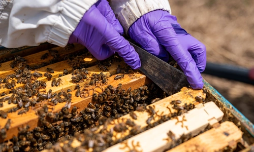 Buzz-worthy: Spartan research saves the bees