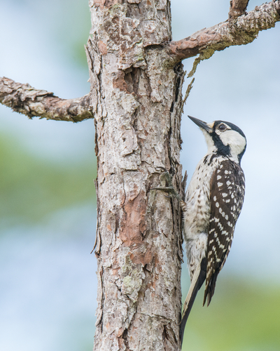 A red-cockaded woodpecker on a tree