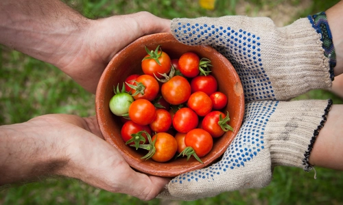 View from above of two sets of hand holding a basket of tomatoes.